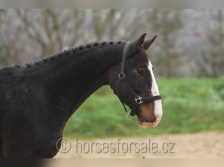 KWPN Caballo castrado 3 años 163 cm Castaño in Ceske Budejovice