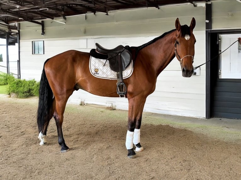 KWPN Caballo castrado 3 años 163 cm Castaño rojizo in Martinez