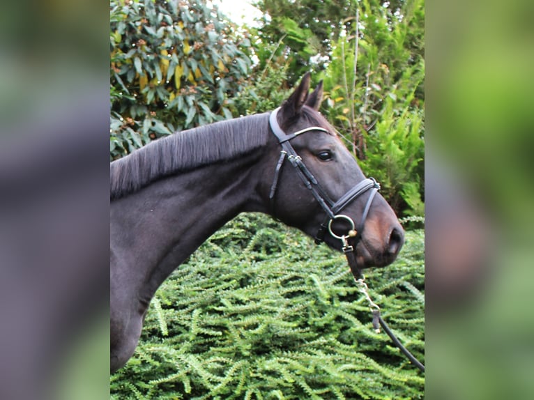 KWPN Caballo castrado 3 años 163 cm Morcillo in Osterburken