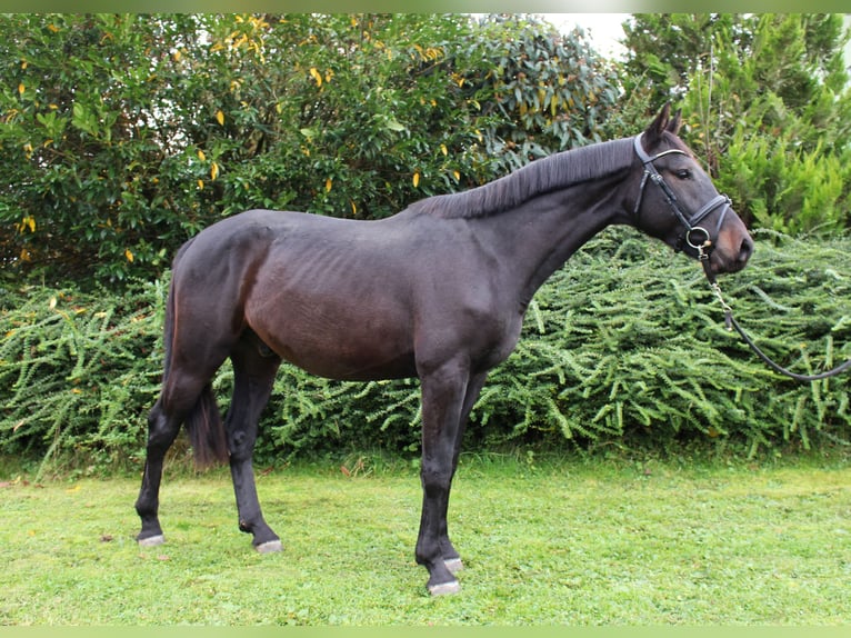 KWPN Caballo castrado 3 años 163 cm Morcillo in Osterburken