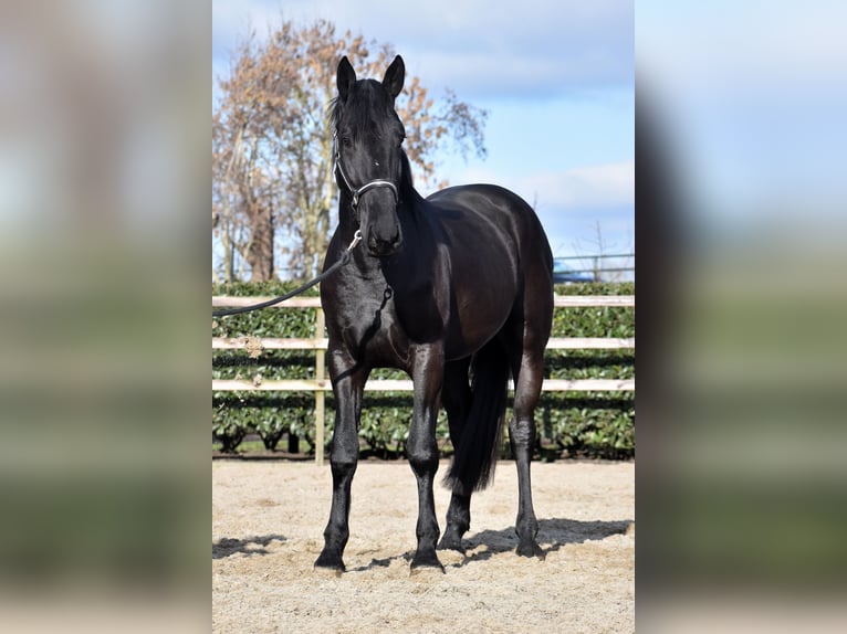 KWPN Caballo castrado 3 años 163 cm Negro in IJsselstein