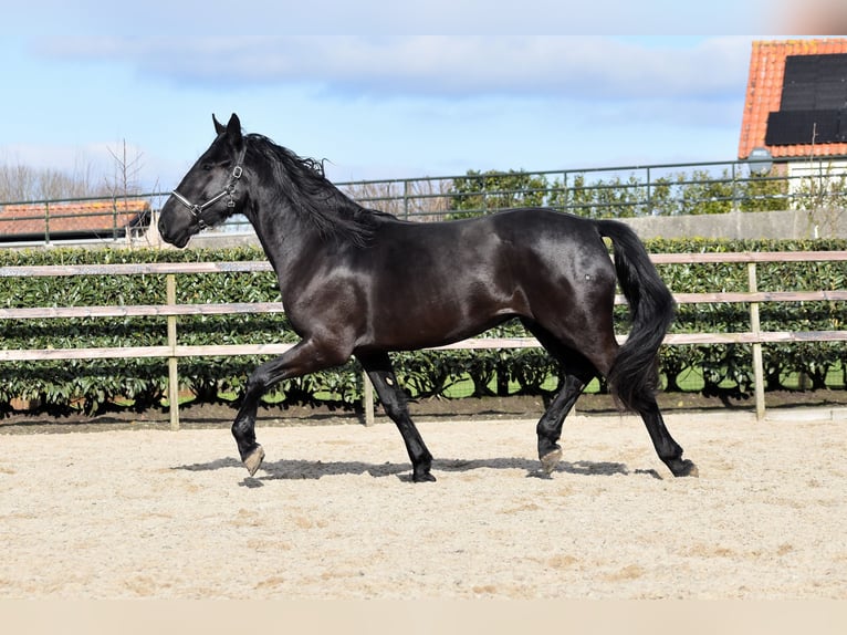KWPN Caballo castrado 3 años 163 cm Negro in IJsselstein
