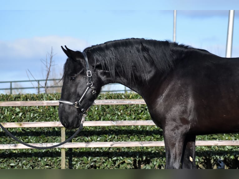 KWPN Caballo castrado 3 años 163 cm Negro in IJsselstein