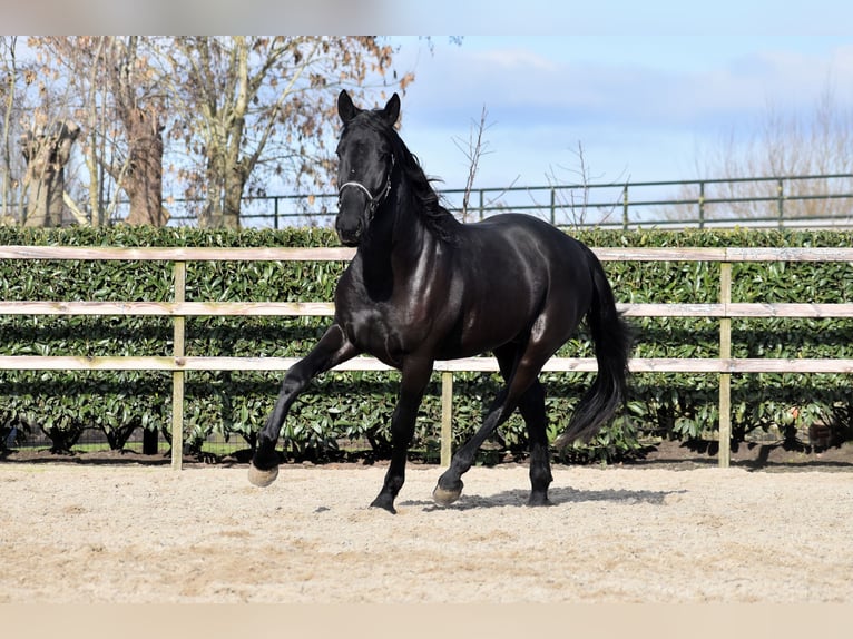 KWPN Caballo castrado 3 años 163 cm Negro in IJsselstein