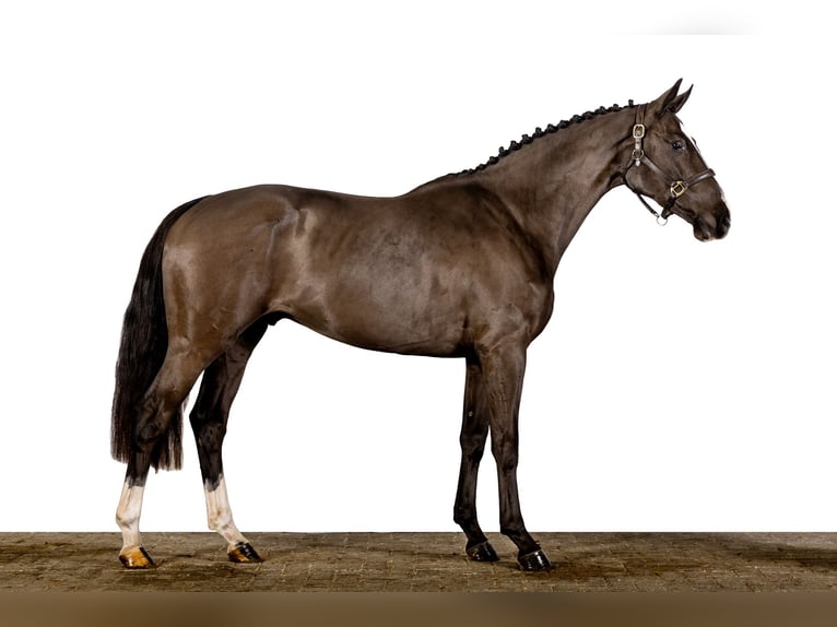 KWPN Caballo castrado 3 años 163 cm Negro in Moergestel