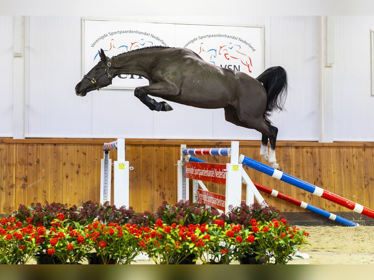 KWPN Caballo castrado 3 años 163 cm Negro in Moergestel