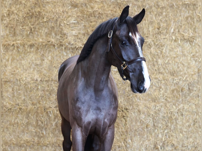 KWPN Caballo castrado 3 años 163 cm Negro in Moergestel