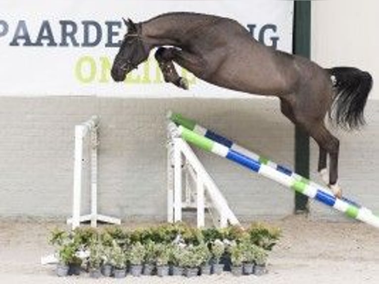 KWPN Caballo castrado 3 años 163 cm Tordillo negro in Heerde