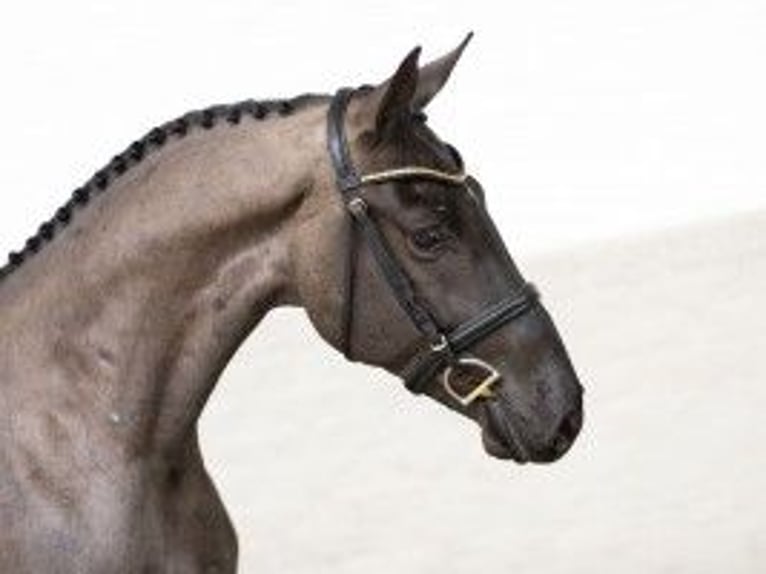 KWPN Caballo castrado 3 años 163 cm Tordillo negro in Heerde