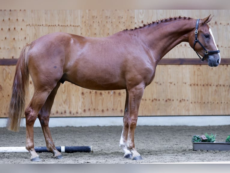 KWPN Caballo castrado 3 años 164 cm Alazán in Kinrooi