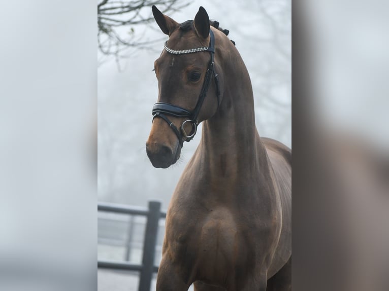 KWPN Caballo castrado 3 años 164 cm Castaño in Loon op Zand