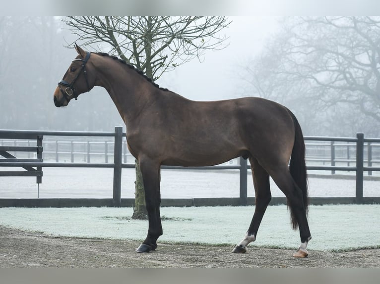 KWPN Caballo castrado 3 años 164 cm Castaño in Loon op Zand