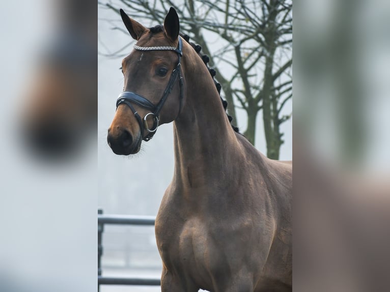 KWPN Caballo castrado 3 años 164 cm Castaño in Loon op Zand