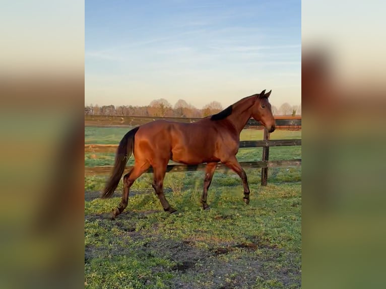 KWPN Caballo castrado 3 años 164 cm Castaño in Schaijk
