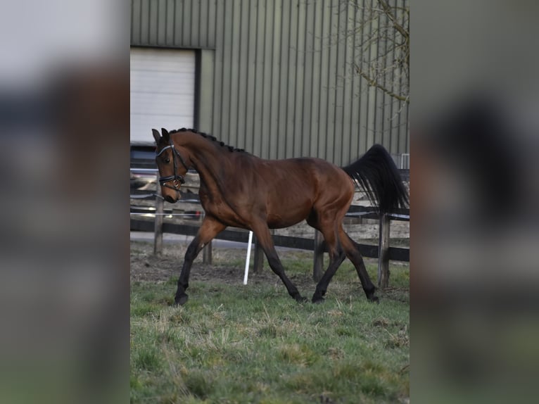 KWPN Caballo castrado 3 años 164 cm Castaño in Schaijk