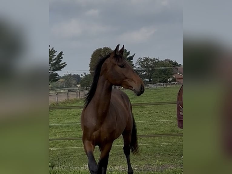 KWPN Caballo castrado 3 años 164 cm Castaño in Maasbree