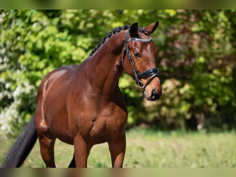 KWPN Caballo castrado 3 años 164 cm Castaño claro in Peer