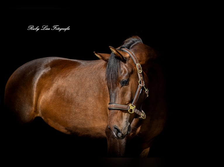 KWPN Caballo castrado 3 años 164 cm Castaño oscuro in Gouderak