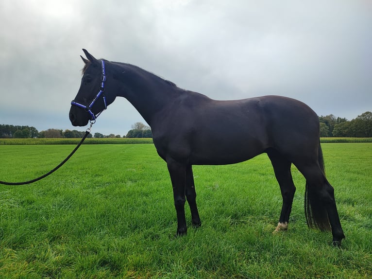 KWPN Caballo castrado 3 años 164 cm Negro in Lille