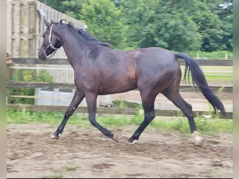 KWPN Caballo castrado 3 años 164 cm Negro in Lille