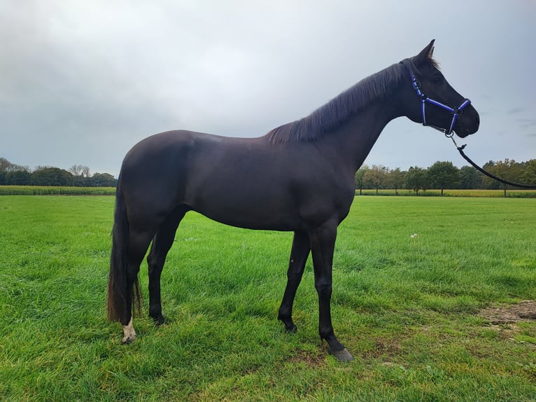 KWPN Caballo castrado 3 años 164 cm Negro in Lille