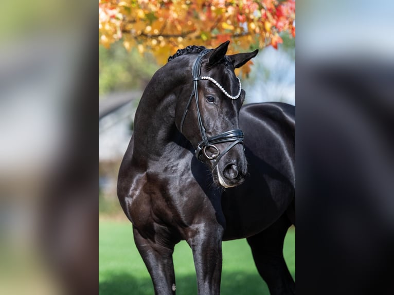 KWPN Caballo castrado 3 años 164 cm Negro in Stramproy