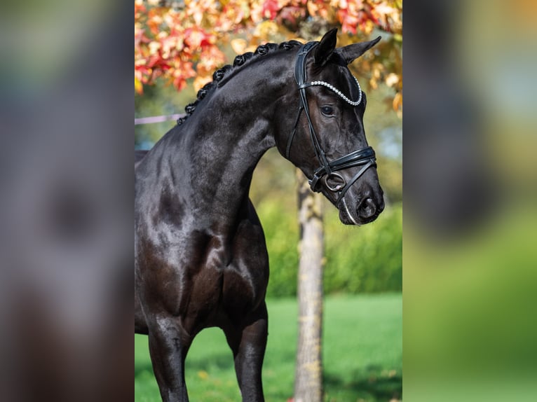 KWPN Caballo castrado 3 años 164 cm Negro in Stramproy
