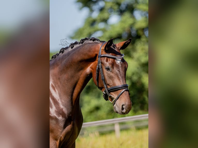 KWPN Caballo castrado 3 años 165 cm Castaño in Boxtel