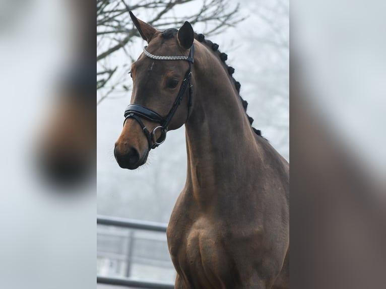 KWPN Caballo castrado 3 años 165 cm Castaño in Loon op Zand