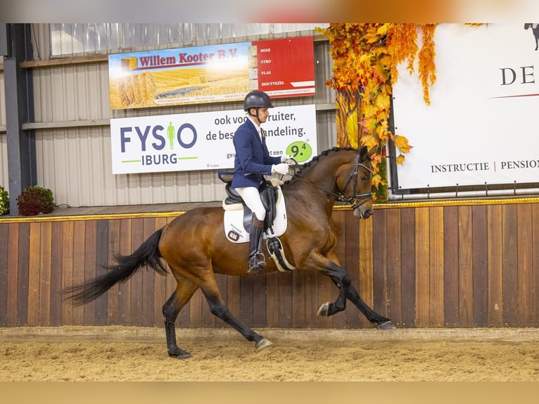 KWPN Caballo castrado 3 años 165 cm Castaño in Weert