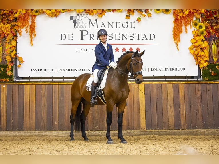 KWPN Caballo castrado 3 años 165 cm Castaño in Weert