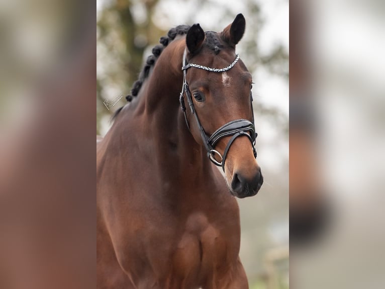 KWPN Caballo castrado 3 años 165 cm Castaño in Weert