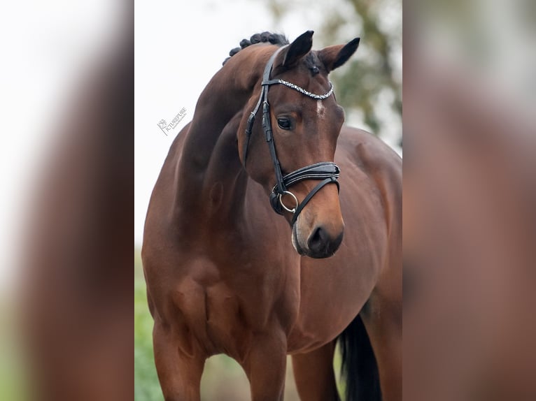 KWPN Caballo castrado 3 años 165 cm Castaño in Weert