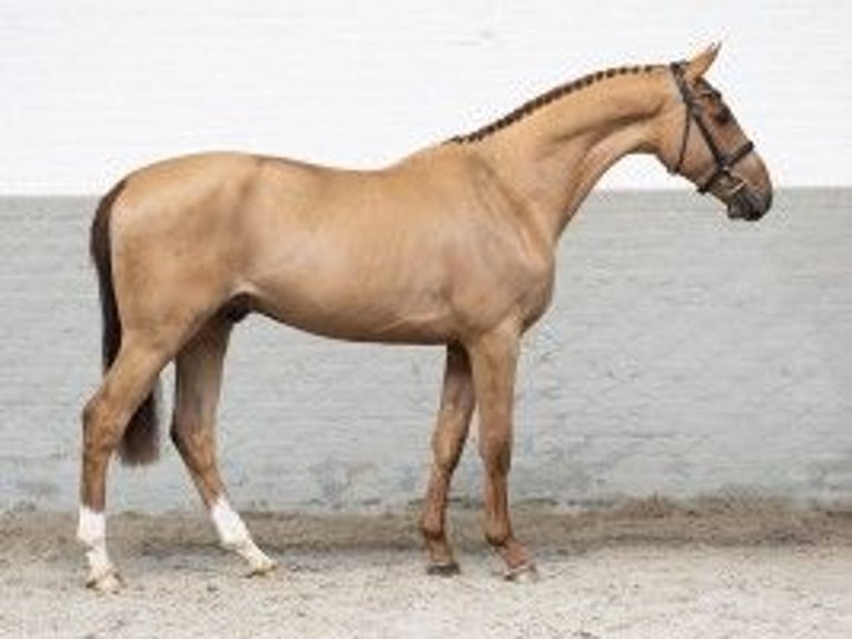 KWPN Caballo castrado 3 años 165 cm Castaño claro in Heerde