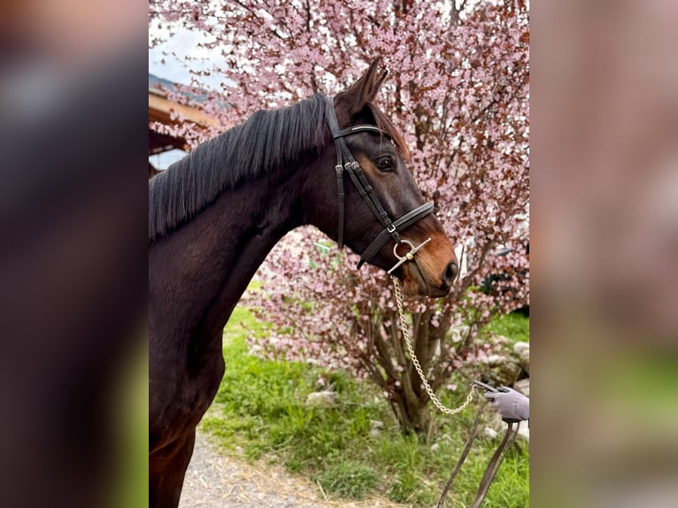 KWPN Caballo castrado 3 años 165 cm Castaño oscuro in Alpes de Haute Provence
