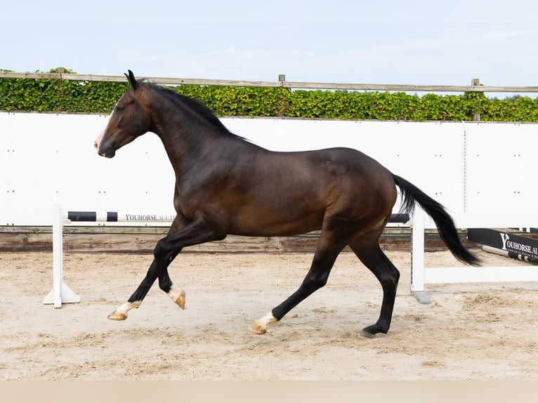 KWPN Caballo castrado 3 años 165 cm Castaño oscuro in Waddinxveen