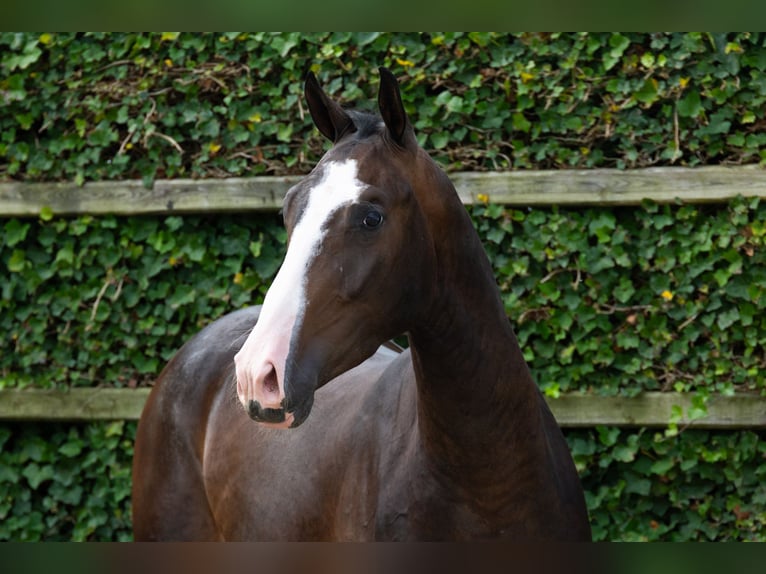 KWPN Caballo castrado 3 años 165 cm Castaño oscuro in Waddinxveen