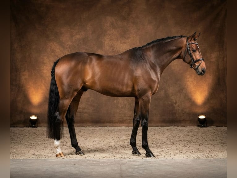 KWPN Caballo castrado 3 años 165 cm Castaño rojizo in Kosice