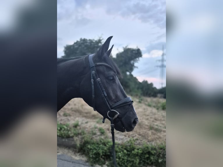 KWPN Caballo castrado 3 años 165 cm Negro in Bruchsal
