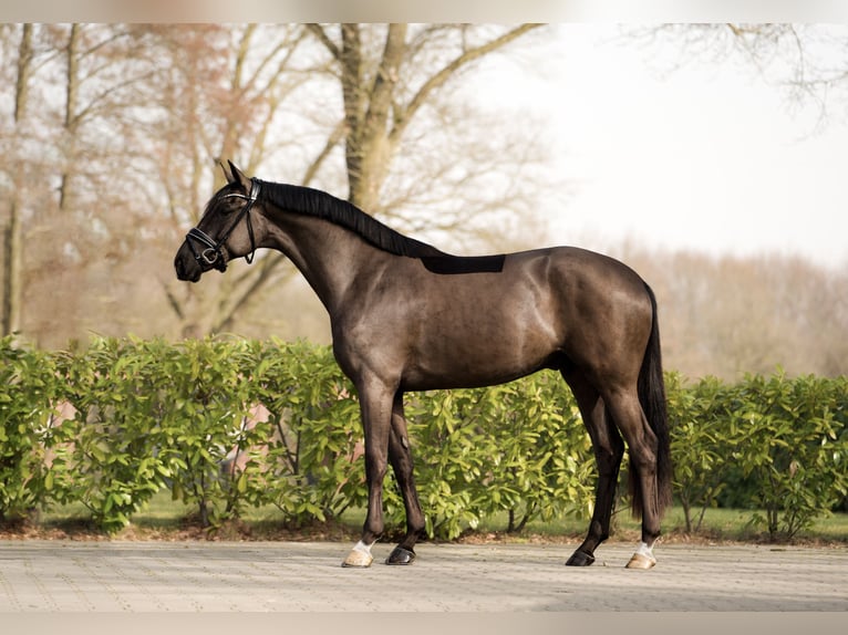 KWPN Caballo castrado 3 años 165 cm Negro in OhneSchüttorf