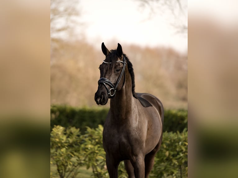 KWPN Caballo castrado 3 años 165 cm Negro in OhneSchüttorf