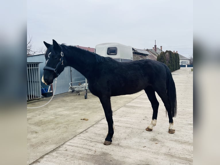 KWPN Caballo castrado 3 años 165 cm Negro in Besenyőtelek