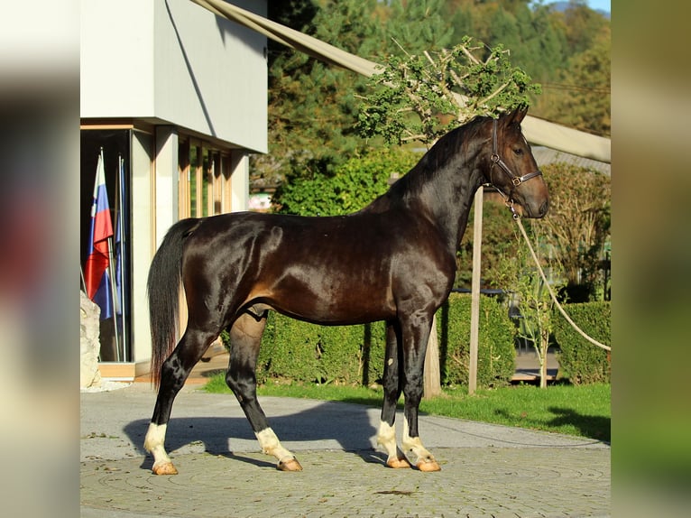 KWPN Caballo castrado 3 años 166 cm Castaño in Kamnik