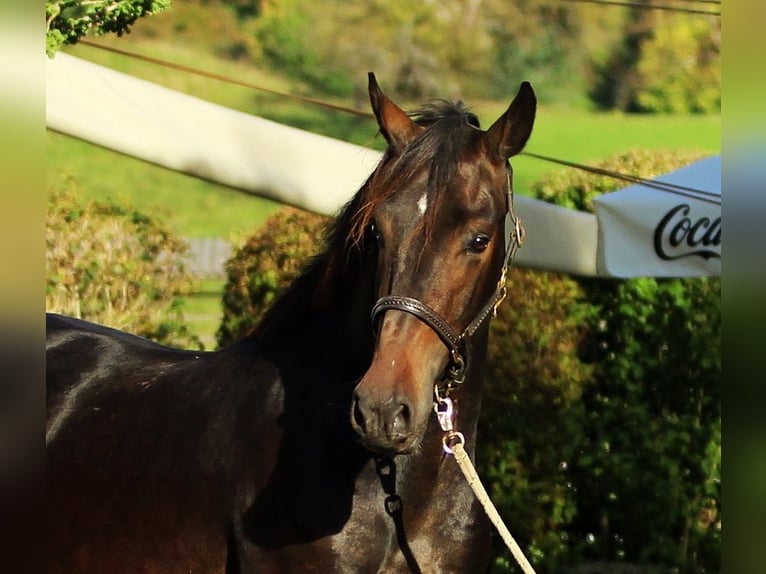 KWPN Caballo castrado 3 años 166 cm Castaño in Kamnik