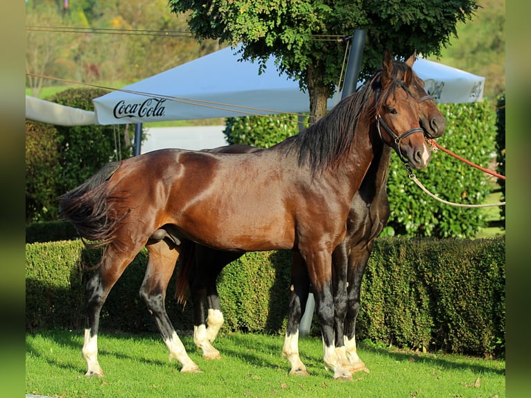 KWPN Caballo castrado 3 años 166 cm Castaño in Kamnik