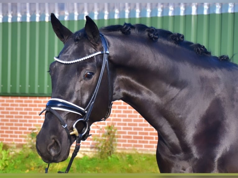 KWPN Caballo castrado 3 años 166 cm Negro in Neuss