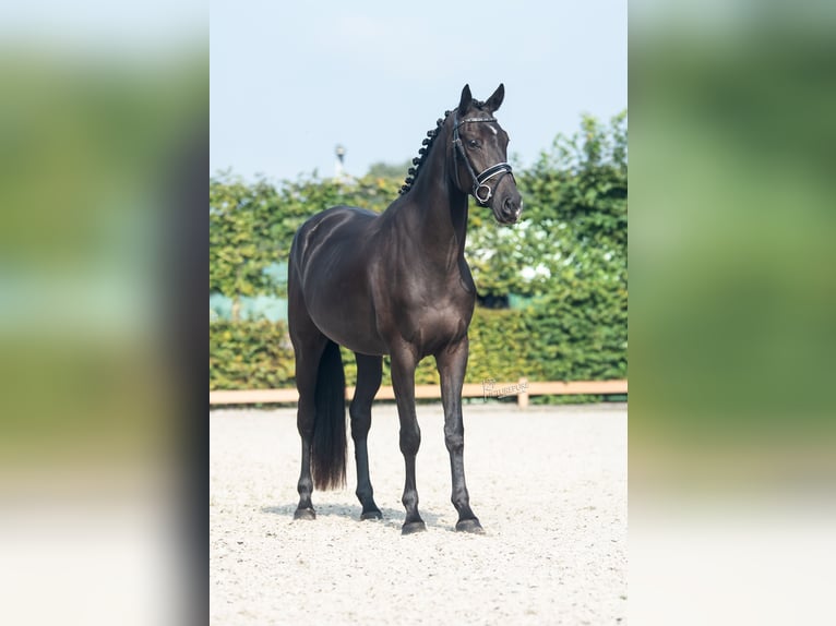 KWPN Caballo castrado 3 años 166 cm Negro in Goch