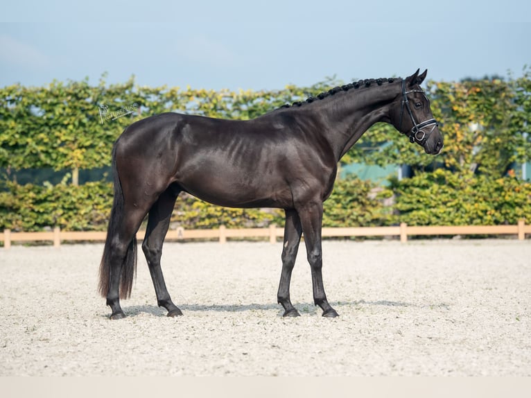 KWPN Caballo castrado 3 años 166 cm Negro in Goch