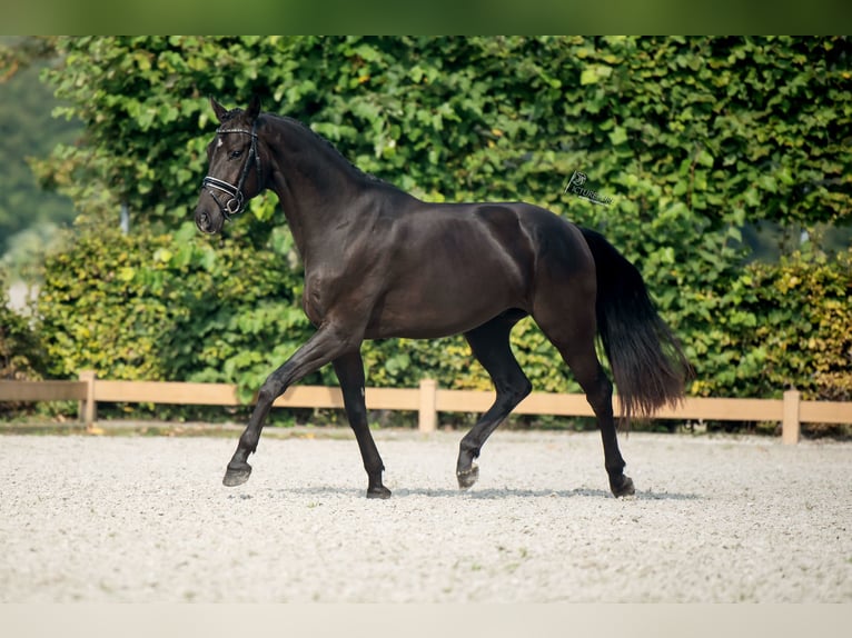 KWPN Caballo castrado 3 años 166 cm Negro in Goch