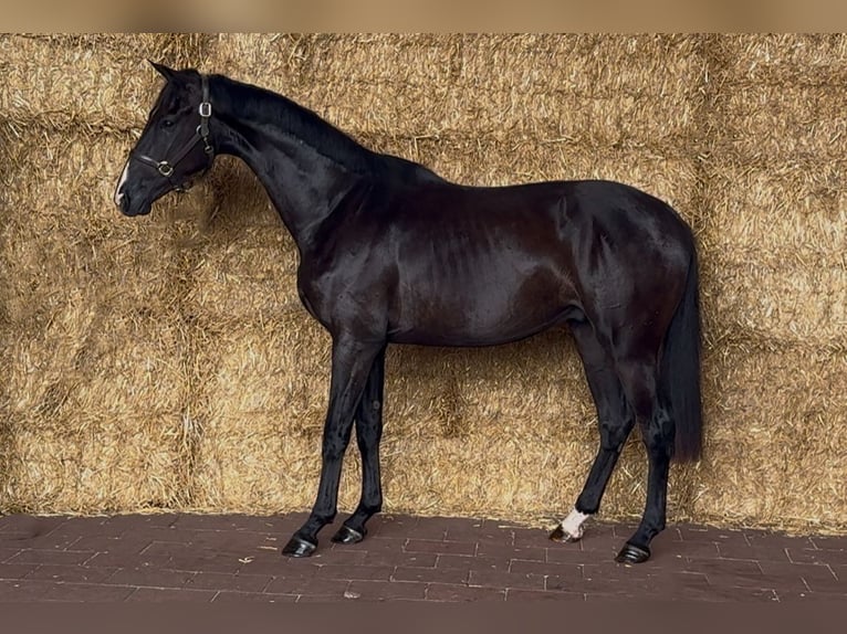 KWPN Caballo castrado 3 años 166 cm Negro in Moergestel